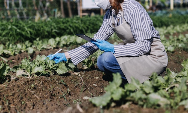 Female farmer working early on farm holding wood basket of fresh vegetables and tabletx9xA