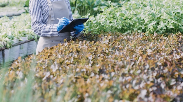 Female farmer working early on farm holding wood basket of fresh vegetables and tabletx9xA