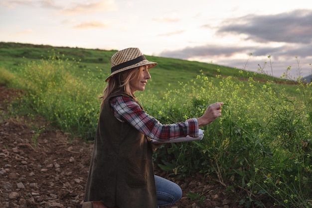 Female field engineer examining agricultural plantation Integration agronomist women in the field