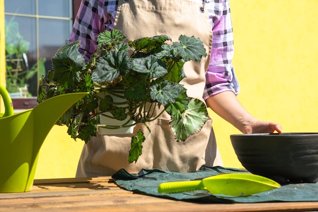 Photo a female florist in an apron transplants outdoor begonia plant for landscaping in the outdoor planters