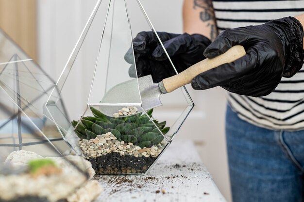 Photo female florist arrangement succulents natural plants into glass florarium on stones decor closeup