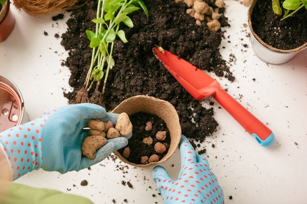 Female gardener arranging plants at house using tools