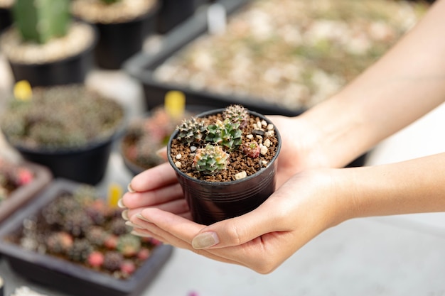 Female gardener concept several tiny cactuses in the black plastic pot held by two hands of the one wearing denim apron.