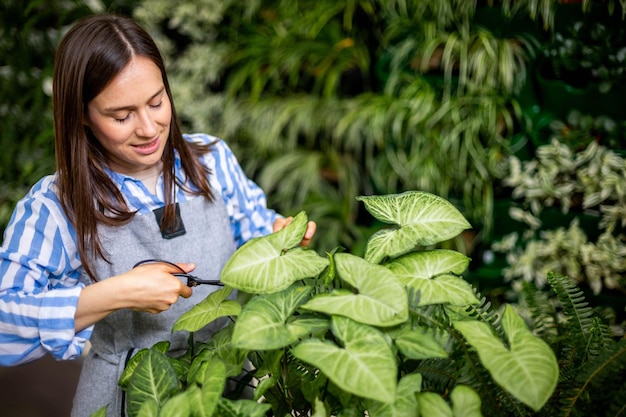 Female gardener cutting leaves of syngonium use scissors working at greenhouse vertical greenery