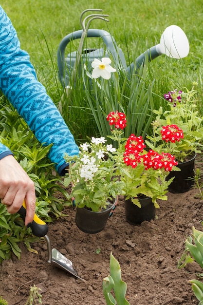 Female gardener is planting red and white verbena flowers on a garden bed using shovel.