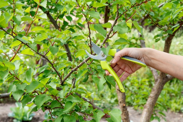 Female gardener look after the garden. Spring pruning of fruit tree. Woman with pruner shears the tips of apricot tree