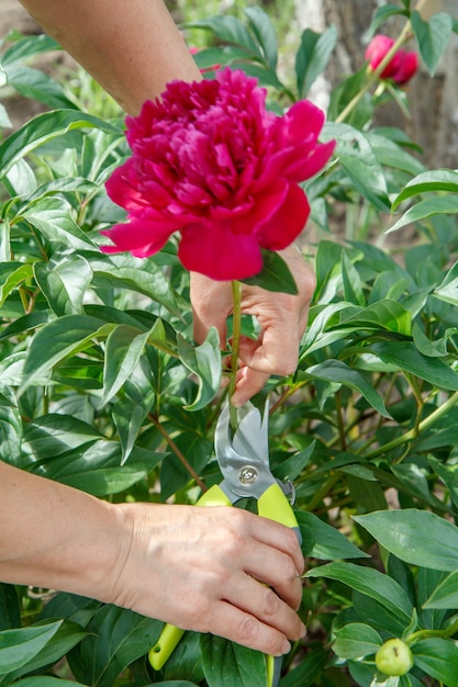 Female gardener looks after the garden. Woman with pruner shears red peony flower