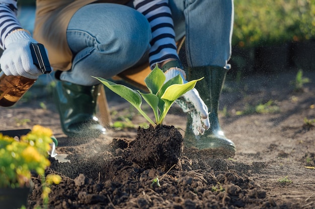 A female gardener sprays a plant with a water sprayer in the garden