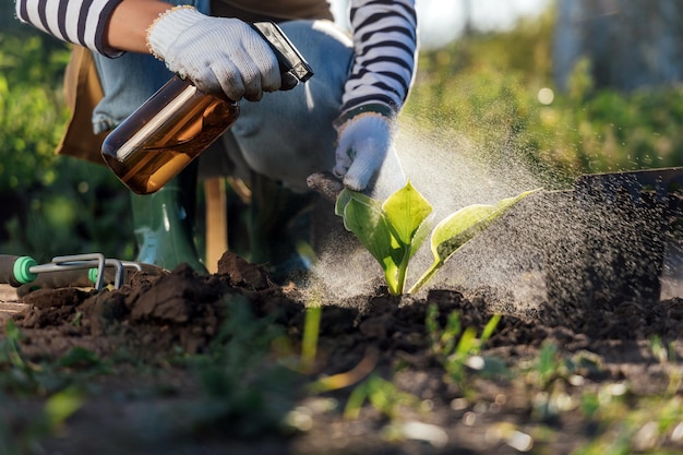 A female gardener sprays a plant with a water sprayer in the garden