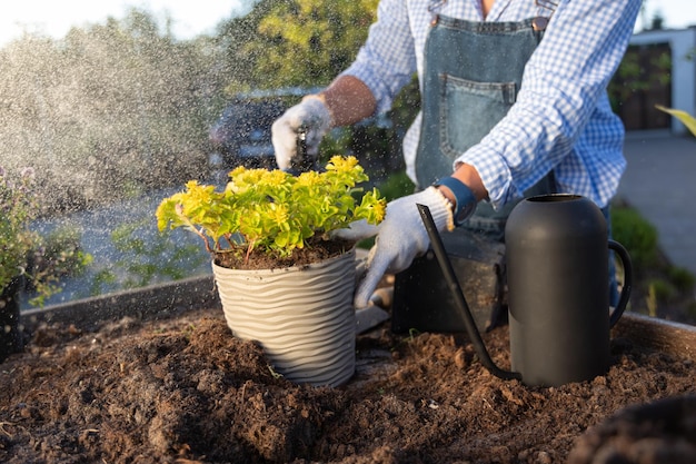 A female gardener sprays a plant with a water sprayer in the garden