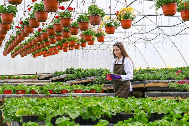 Female gardener working in a large greenhouse nursery Beautiful young woman in apron producing flowers in a greenhouse