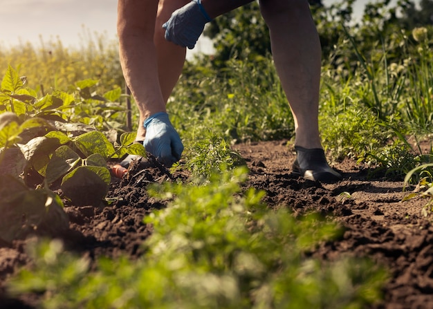 Female gardener working the soil with hand in glove standing in garden on sunny morning