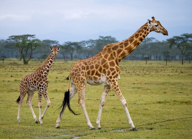 Female giraffe with a baby in the savannah