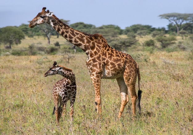 Female giraffe with a baby in the savannah.