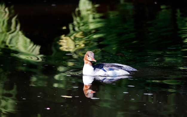 Female goosander swimming on the river