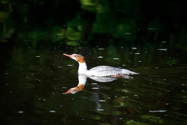 Female goosander swimming on the river