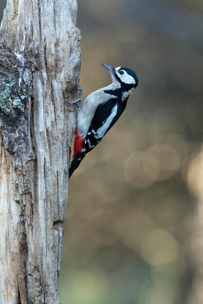 Female Great spotted woodpecker on the trunk of an oak tree with the last light of day