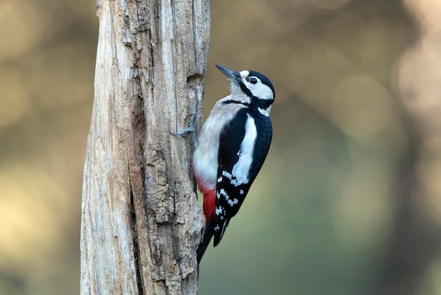 Female Great spotted woodpecker on the trunk of an oak tree with the last light of day