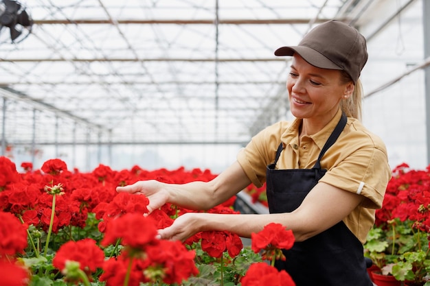 Female greenhouse worker caring for geranium flowers