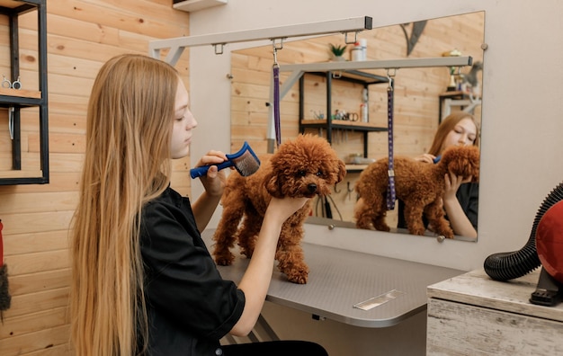 Female groomer brushing hair of Teacup poodle dog hair with comb after bathing at grooming salon Woman pet hairdresser doing hairstyle in veterinary spa clinic