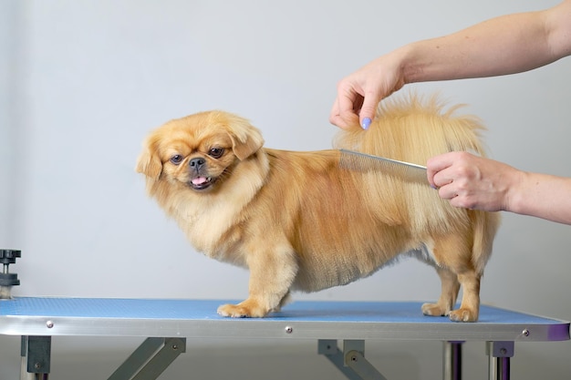 A female groomer combs her hair with a comb A Shi tzu or Shih Tzu dog on a grooming table in a dog beauty salon