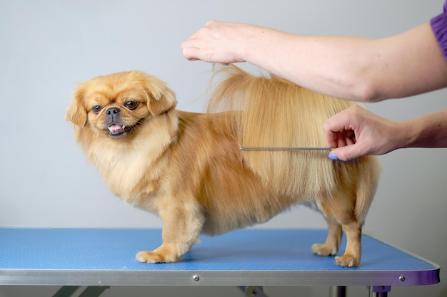 A female groomer combs the tail with a comb for a Shih tzu or Shih Tzu dog