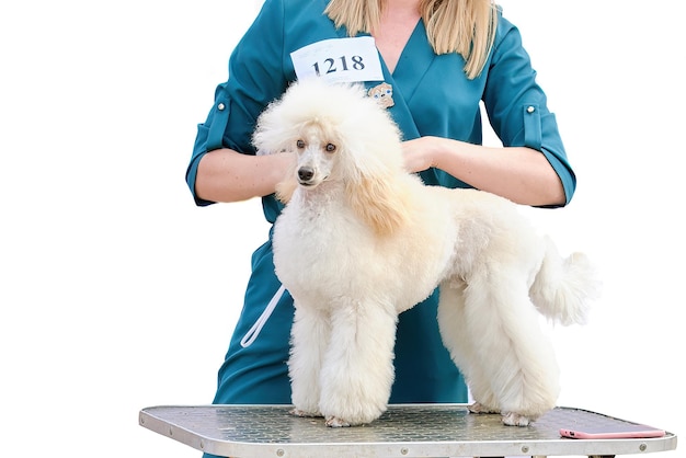 A female groomer demonstrates a poodle haircut on a grooming table