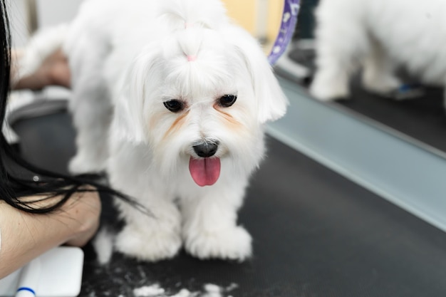 Female groomer haircut Bolonka Bolognese on the table for grooming in the beauty salon for dogs