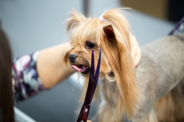 Female groomer haircut yorkshire terrier on the table for grooming 