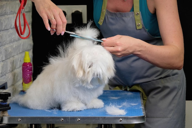 A female groomer shears a lapdog puppy on a table in the studio