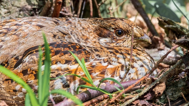 Female grouse incubates eggs in nest Wild bird in nature closeup