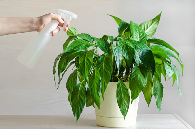 Female hand care, watering, spraying indoor plants. spathiphyllum or female happiness. gardening concept at home. eco friendly, ecological house