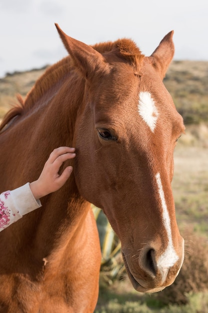 Female hand caressing horse detail