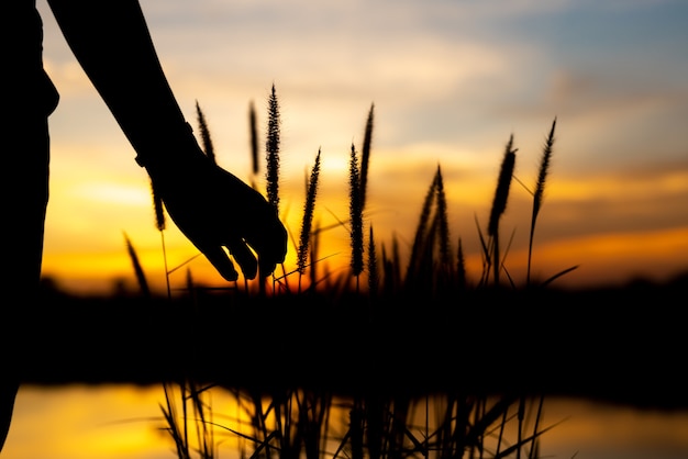 Female hand catch grass on park at sunset.