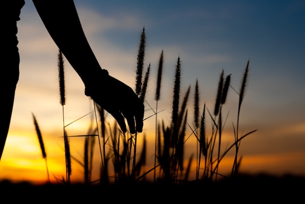 Female hand catch grass on park at sunset.