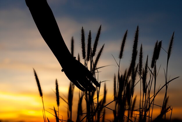 Female hand catch grass on park at sunset.