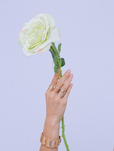 Female hand in fashion jewellery holding white roses. Minimalist lover aesthetic concept