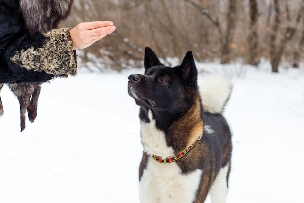 Female hand feeding a dog breed Akita