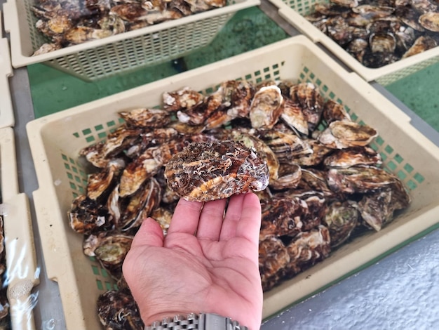 Female hand hold big recently caught closed oyster closeup