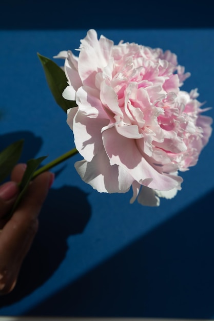 Female hand holding a bright pink peonies bud Woman with spring flowers blue backgound copy space for text Top view minimalistic composition Invitation holiday banner