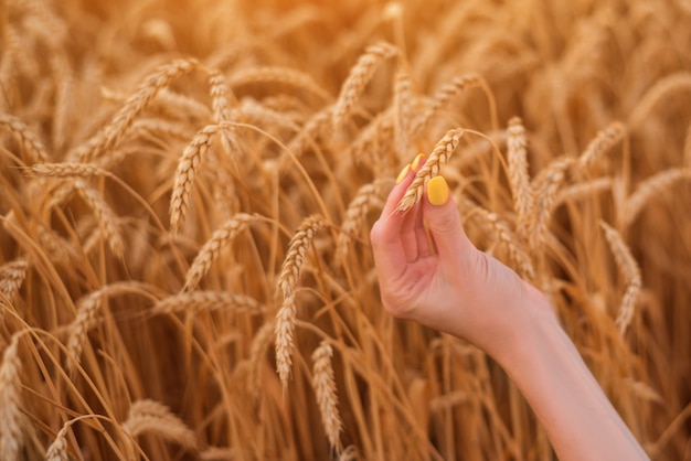 Female hand holding ear of ripe wheat. Good harvest. Natural and ecofriendly