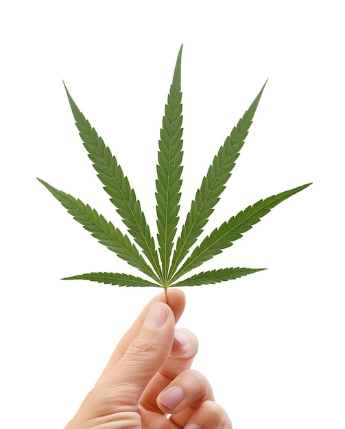 Female hand holding hemp leaf on white background