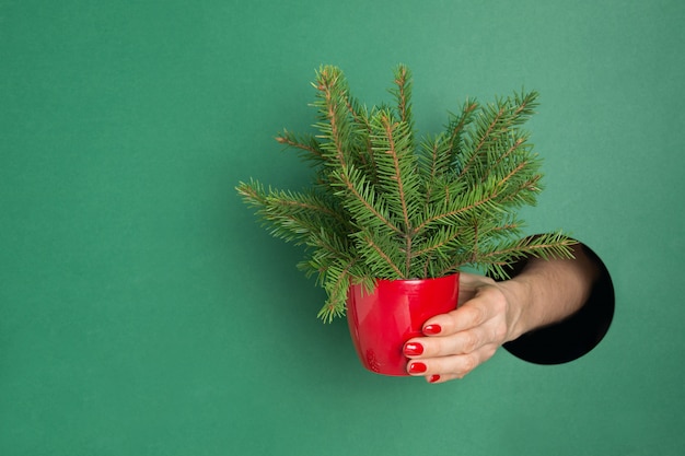 Female hand holding little creative Christmas tree through round hole in green paper.