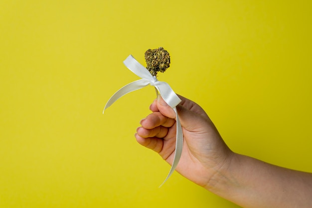 Female hand holding marijuana bud with white ribbon on yellow background close up