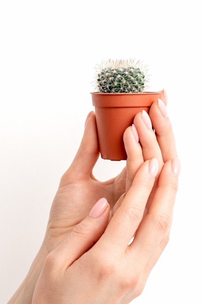 Female hand holding nice small green cactus in flower pot on white wall with copy space