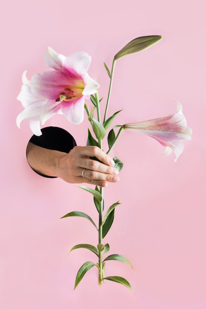 Female hand holding pink lily in paper hole.