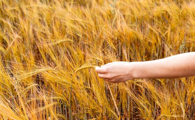 female hand holding ripe spikelet of wheat growing in an agricultural field Harvesting copy space