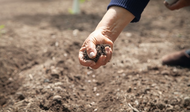 Female hand holding a soil in the field.