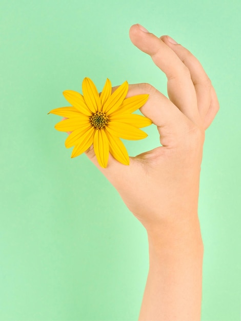 Female hand holding topinambur yellow flower OK symbol fine menstruation period on green background