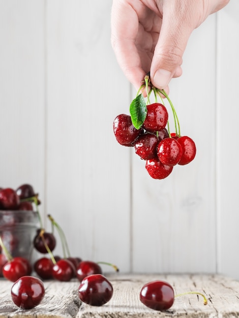 Female hand holds cherries